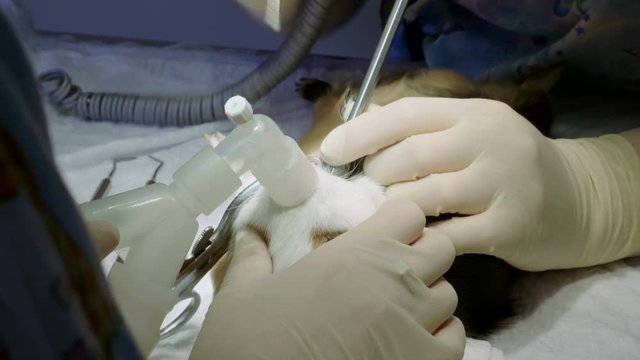 Pets. Vet cleaning mouth and teeth of guinea pig from tartar under anesthesia in veterinary clinic. 4K