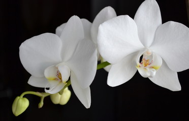 Naklejka na ściany i meble White orchid flower on a black background