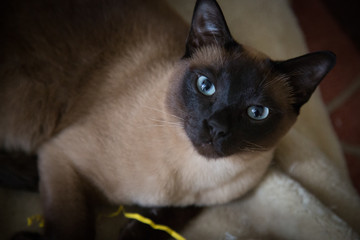 Tonkinese cat