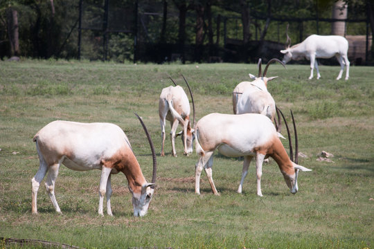Scimitar horned oryx herd