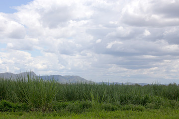 Clouds over sugar cane on the Atherton Tableland in Queensland, Australia