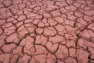 Desert red dry and thirsty soil with last tree
