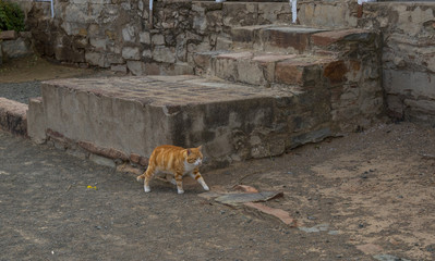 Ginger-colored cat walks on a dusty pavement near old concrete steps image with copy space in...