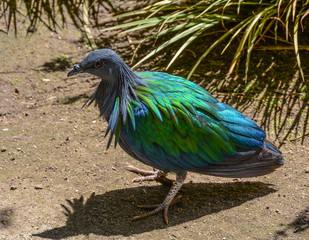 Nicobar Pigeon