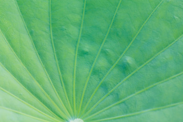 Green Lotus leaf texture