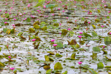 Pink lotus flower blooming ,Water Lilies flower focus on the middle