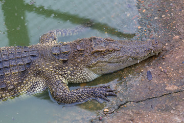 Close-up of Head crocodile, alligator i