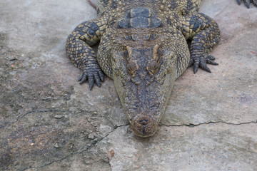 Close-up of Head crocodile, alligator i