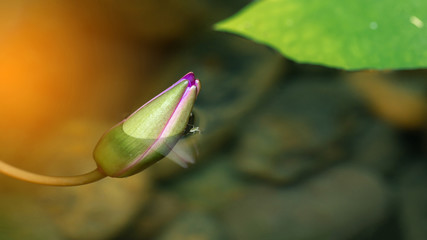 small insect and purple water lily or lotus flower with sunlight effect