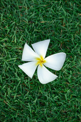 plumeria flower on green grass field