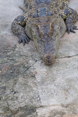Close-up of Head crocodile, alligator i