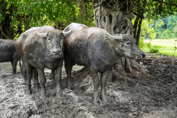 Thailand buffalo in Nature