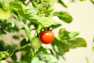 Cherry tomatoes in a garden