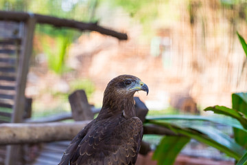 Falcon close up in the park with green