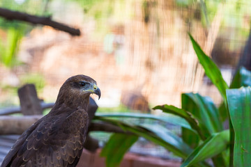 Falcon close up in the park with green