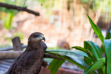 Falcon close up in the park with green