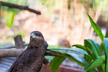 Falcon close up in the park with green