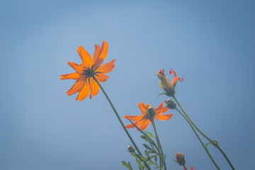 Yellow flowers with blue sky