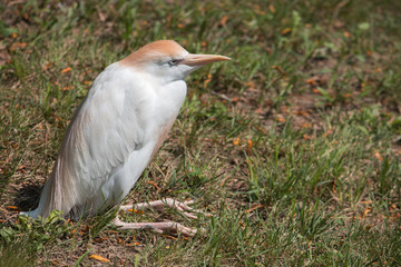 White African bird landscape