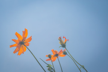 Yellow flowers with blue sky