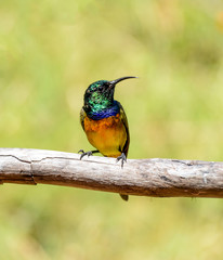 Orange-breasted Sunbird