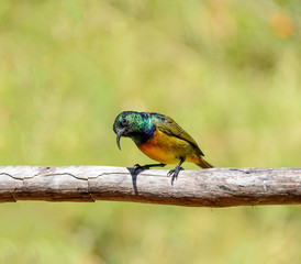 Orange-breasted Sunbird