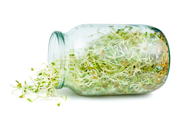 Alfalfa sprouts in a glass jar