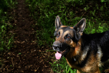German shepherd dog illuminated on one side in a dark park