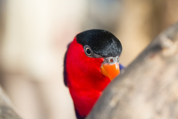 Close-up of Red parrot