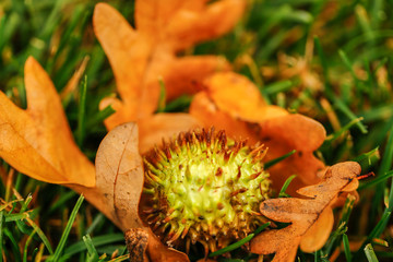 autumn colors are very beautiful