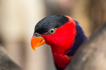 Close-up of Red parrot