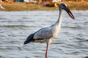 Asain Openbill Stork