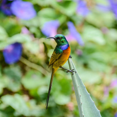 Orange-breasted Sunbird