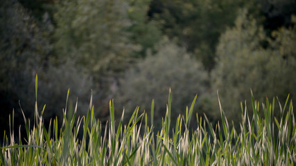 Натуральный фон из камыша © mare__25