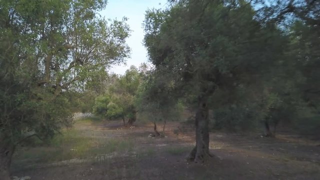 flying with drone in the middle of olive trees
