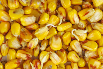 Corn seeds background