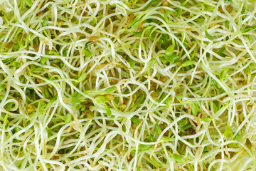 Fenugreek sprouts