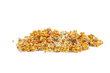 Germinated millet seeds