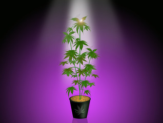 illustration of cannabis plant in the light