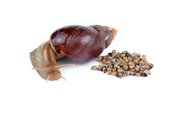 Mature and young giant African snails