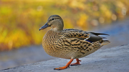 duck Mallard walks near a pond in the city