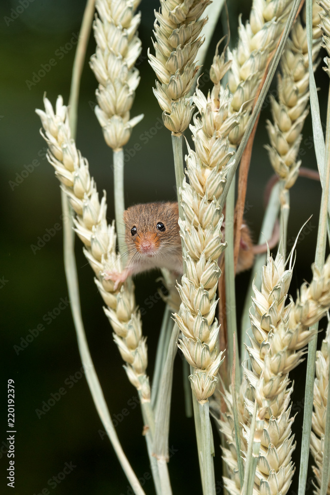 Poster an upright photograph of a small harvest mouse. the rodent is balanced on ears of corn and it is pee
