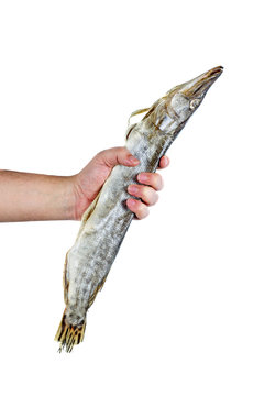Hand hold dried pike fish