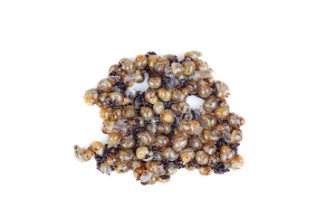 Tiny young african snails isolated on a white background