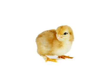 Tiny yellow-brown chicken