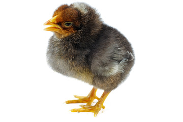 Angry dark brown chicken