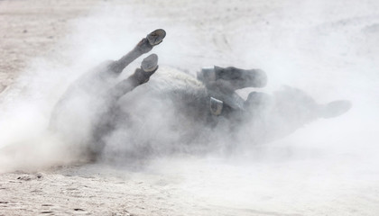 Adult donkey rolling in the sand