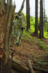 Old wetahered domestic horse skull hanging on dead tree branch