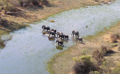 Elephant family crossing water in the Okavango delta (Botswana) © michaklootwijk