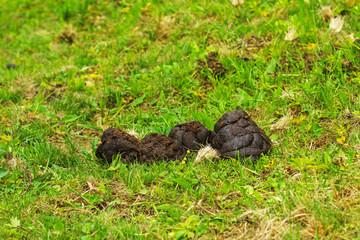 Fototapeta na wymiar Small pile of horse manure on a green grass